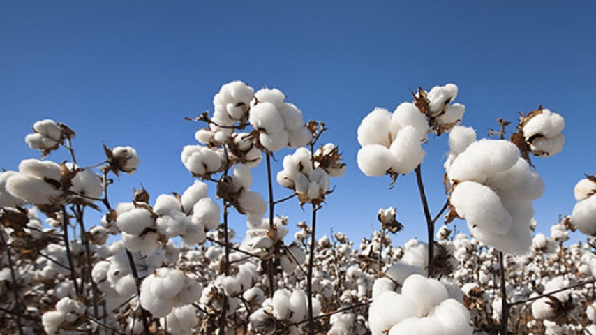 震惊！新疆棉花也被亚马逊封杀了吗？